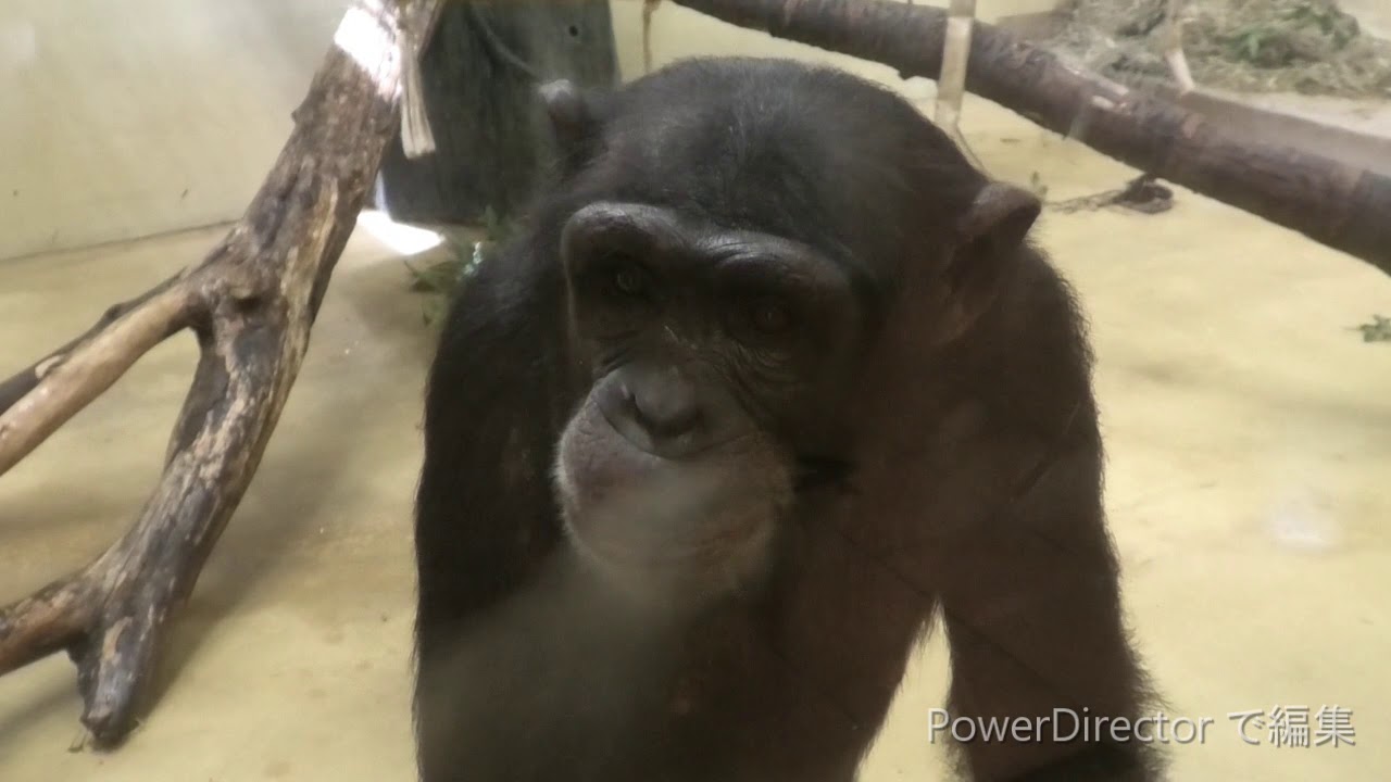 サクラとミカンの喧嘩 Girls' Fight チンパンジー 多摩動物公園 - YouTube