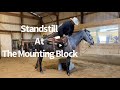 Teaching a young Andalusian to Standstill at the Mounting Block