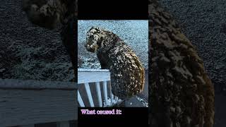 Adi Is A Rather Odd One dogs