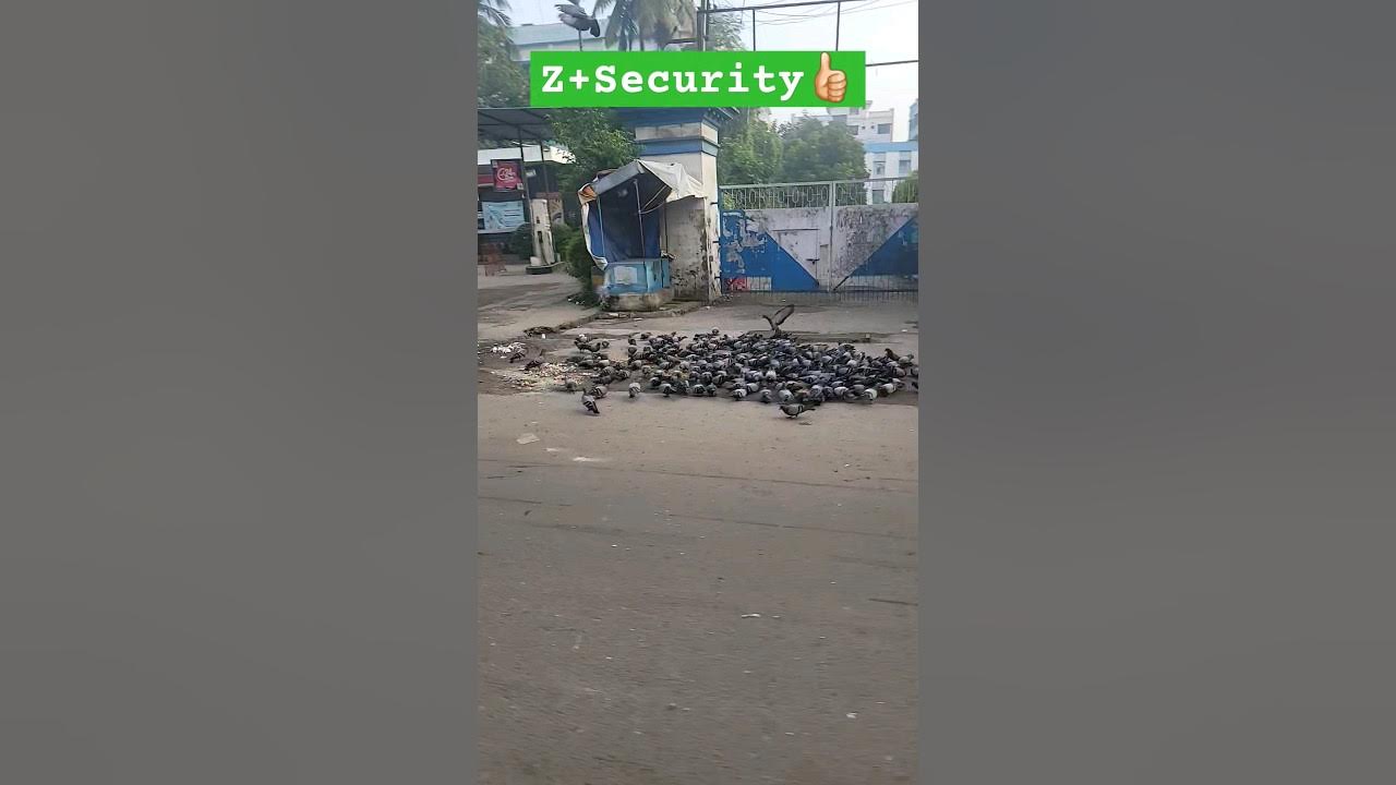 Z+Security ️👍🏻🤣pitbullldogdogloverpitbulllabradorbullybullypuppy