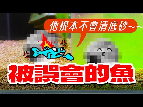 隱藏版魚缸洗砂術，不用動手 Hidden version of fish tank sand washing technique, no hands required