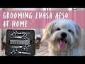 Grooming my Lhasa Apso at home with a Grooming Scissor Set