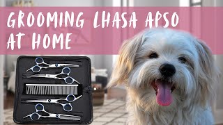 Grooming my Lhasa Apso at home with a Grooming Scissor Set