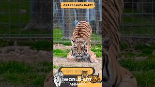 Harimau tertawa 🤣 #WorldArtAnimals