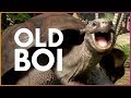 🦁 Giant Tortoise! | Planet Zoo Update