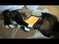 Cats playing "Game for Cats" with Apple iPad