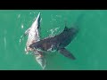 Nothing To See Here, Just A Few Great White Sharks Tearing Apart A Dolphin Right Off The Beach