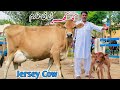 Khokhar Dairy Farm | Jersey Cows for Sale | Frozen Top-Class Cows