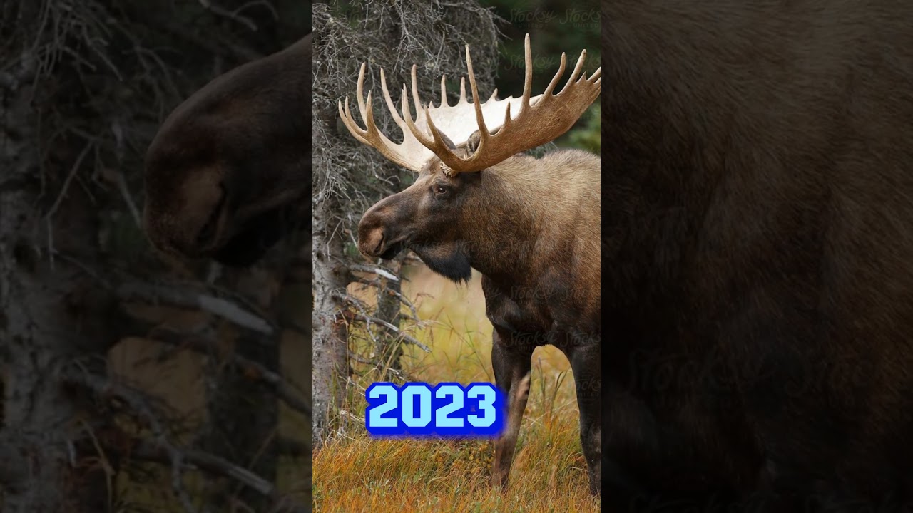 2023 Moose And 5000 Bce Moose || Mythical_MC || #foryou #edit #animal #viral #ytshorts #shortvideo