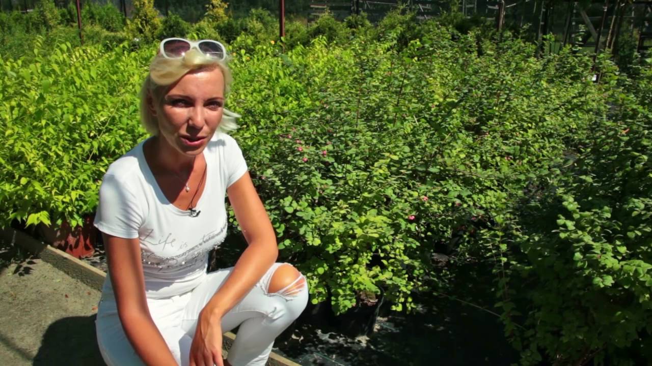 Живые изгороди: Снежноягодник округлый (Symphoricarpos Orbiculatus)