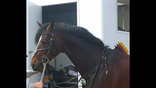 GENTLEMAN FRH & Sandra Auffarth - CIC1* Münster-Handorf 2018