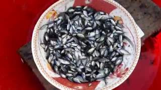 Monosex Tilapia Farming in Bangladesh