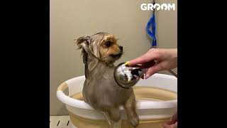 IMG 4210