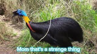Visiting with a Northern Cassowary!
