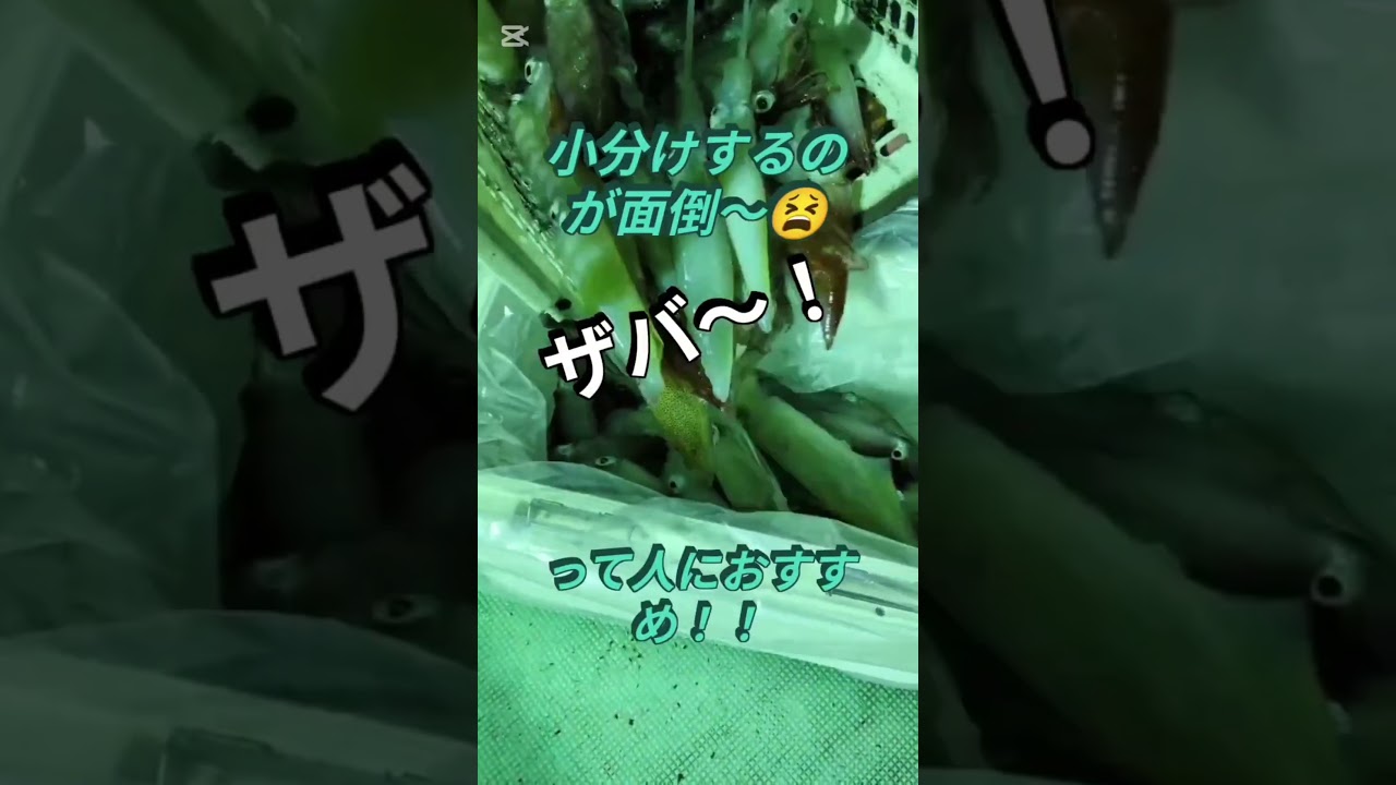 よごれんイカ袋 10枚入り | 釣研- TSURIKEN