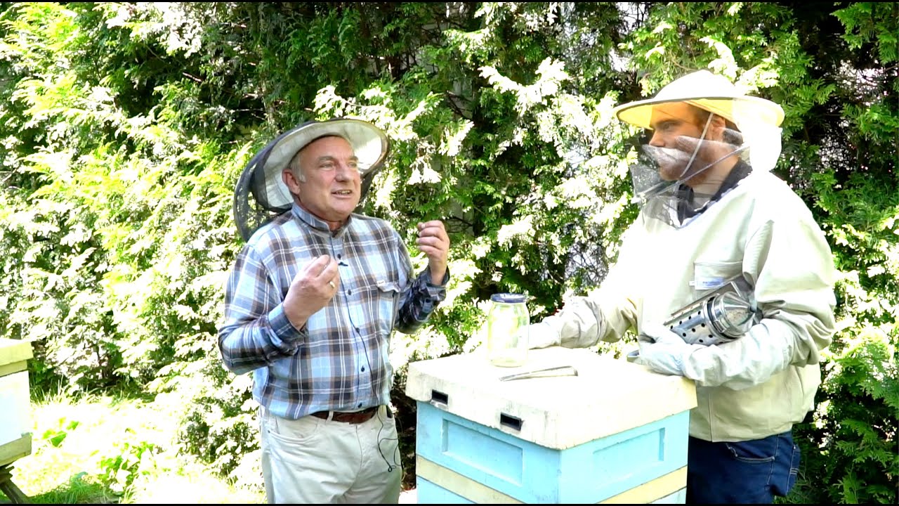 Pasieka przy domu: Podkarmianie pobudzające