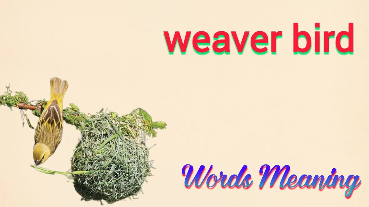 Weaver Bird Meaning In Hindi Weaver Bird Ka Matlab Kya Hota Hai weaver-bird-meaning-in-hindi-weaver-bird-ka-matlab-kya-hota-hai