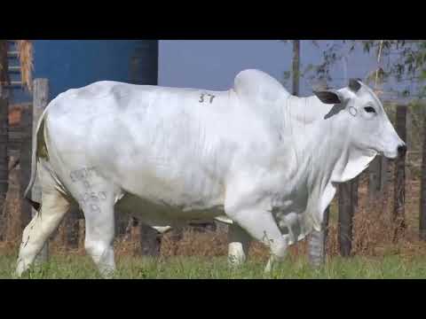 45º Mega Leilão Anual Carpa | FÊMEAS LOTE 37 - 9263
