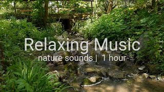 Звуки Природы Лесной Ручей  🎧 🍀🎶 Релакс Музыка | Nature Sounds. Meditation Music