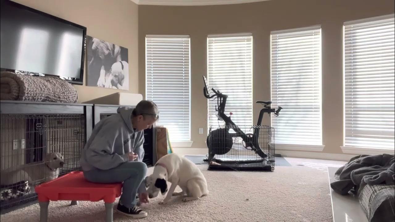 Day four of training Spot YouTube