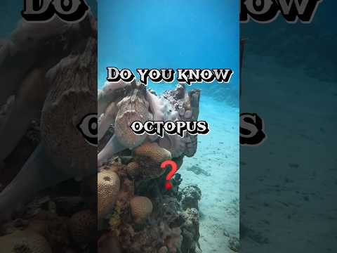 Do you know #octopus ❓😱❤️🐙 | octovlog 🌍🐙 | #animals #animalshorts #zootube