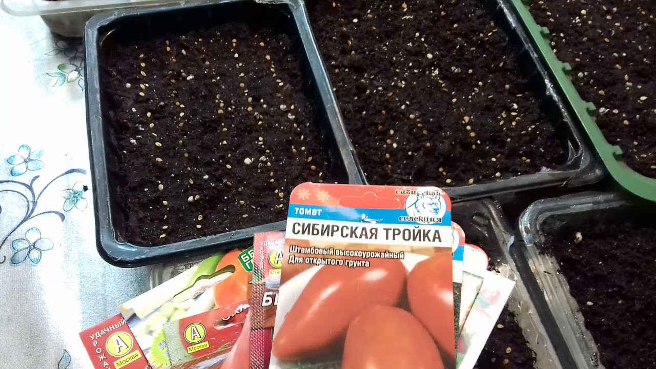 Посадка семян перца и томатов на рассаду