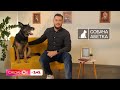 Як легко навчити собаку базових команд: поради кінолога Владислава Плахтія – Собача абетка