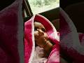 Inko hum leke chalehain  apne sang apni nagaria🥰😍💯#cutebaby