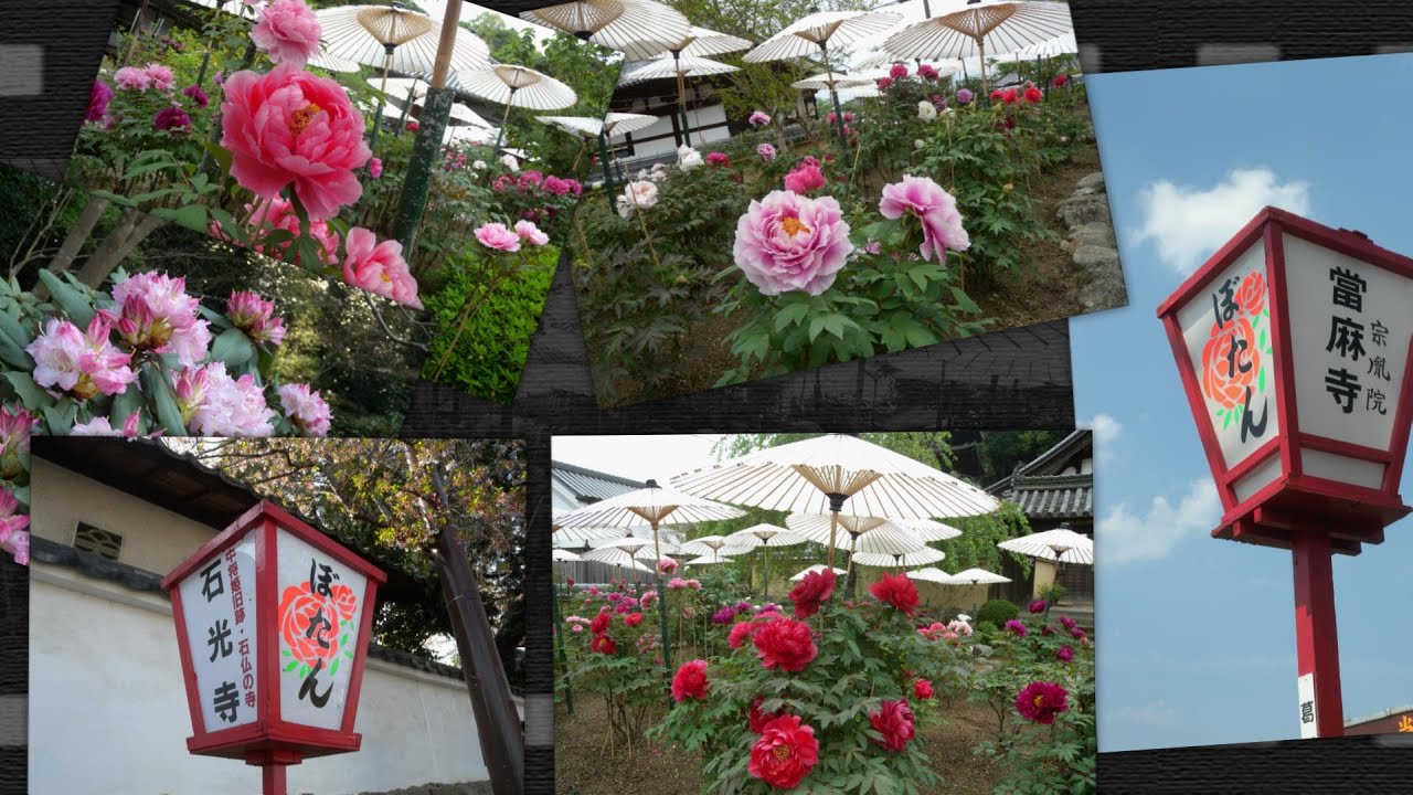 奈良 當麻寺 石光寺 Youtube