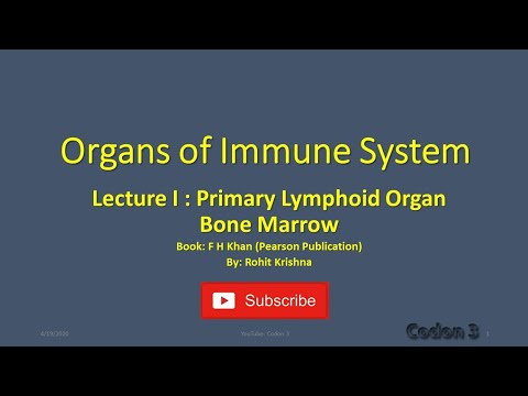 प्रतिरक्षा प्रणाली के अंग: प्राथमिक लम्फोइड अंग के रूप में अस्थि मज्जा