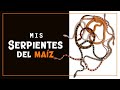 SERPIENTES DEL MAIZ 10 ejemplares con diferentes colores, la COLECCIÓN