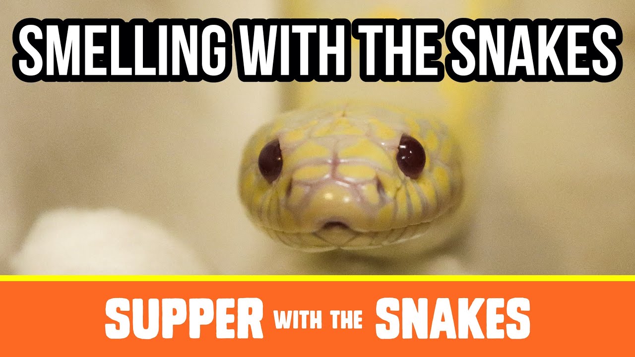 Smelling with the Snakes | Supper with the Snakes - YouTube