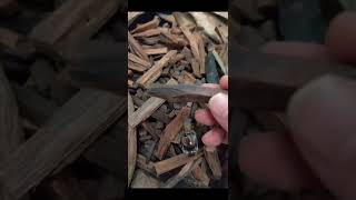 kayu gaharu aquilaria malaccensis original 10gram