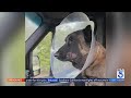 SoCal family dog takes rattlesnake bite to the face