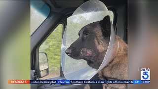 Famous SoCal family dog takes rattlesnake bite to the face Wealth