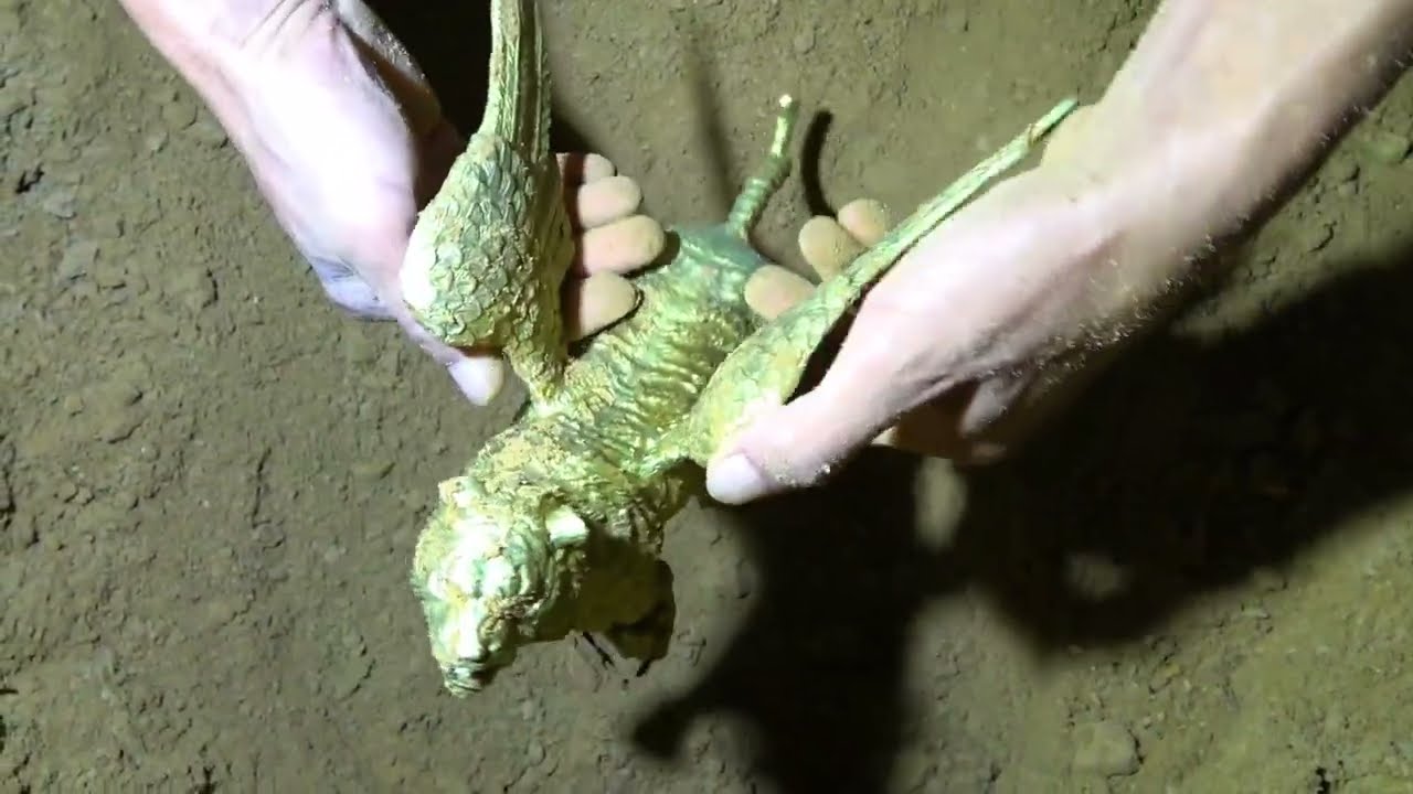 Unveiling the mystery of the treasure, the surprises of wilderness exploration continue to unfold