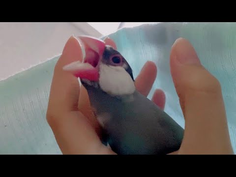 飼い主の手と布団に挟まれてウネウネ甘える文鳥　あずき　java sparrow