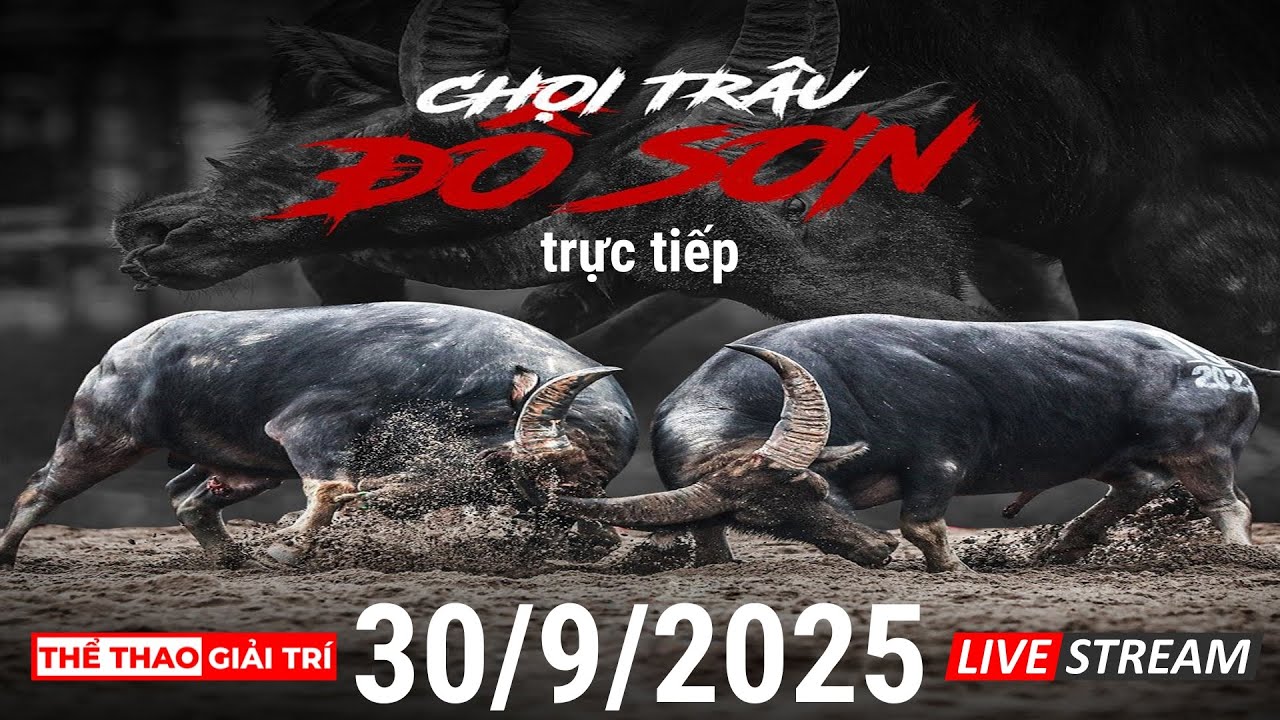 🔴 30/9/25 Trực Tiếp Lễ Hội Chọi Trâu ĐỒ SƠN 2025.