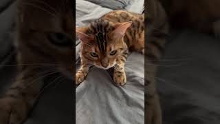 Waking Henry #catsofyoutube #cat #animalsounds #bengalcatsworld #cutecat #catmeows #catsounds