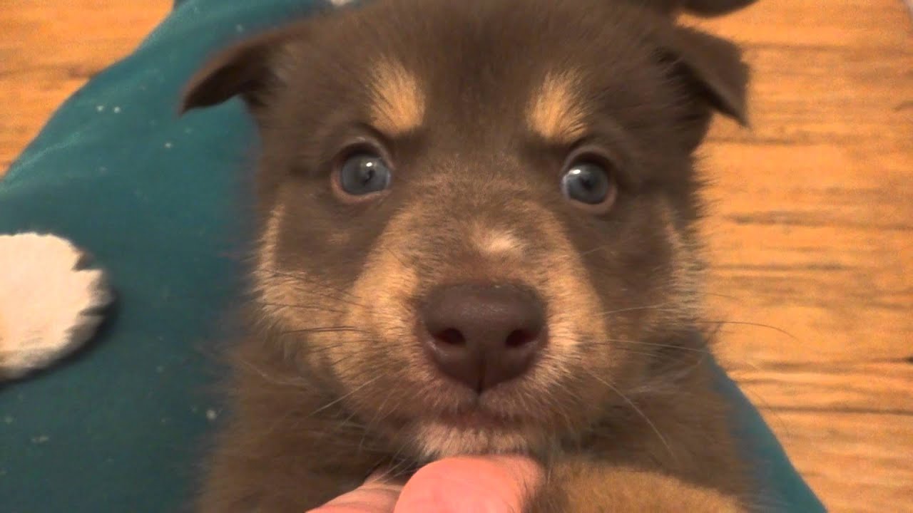 Pomsky Puppies!  5 wks old.