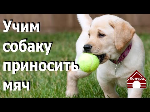 Как научить собаку приносить мяч