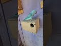 Shorts طائر اكولي مع ؤنث ككريكي Shorts طائر اكولي مع ؤنث ككريكي