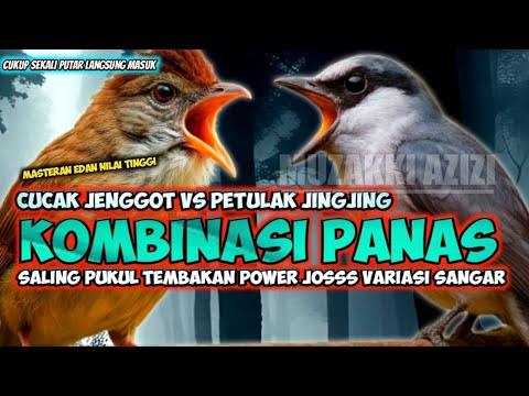 Awas Panas Dingin!!! MASTERAN CUCAK JENGGOT VS JINGJING PETULAK || JINGJING SAMBUNG CUCAK JENGGOT