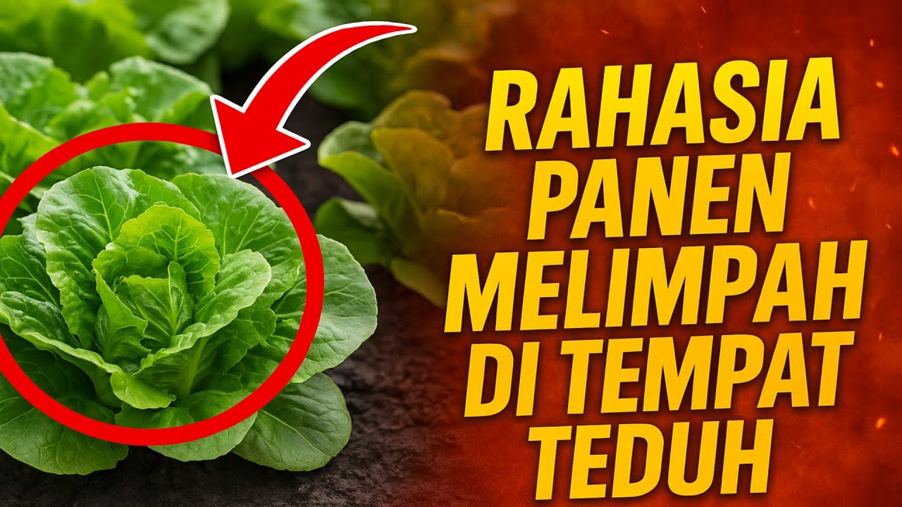 RAHASIA Panen Melimpah di Tempat Teduh: 10 Sayuran yang Dirahasiakan Pekebun Berpengalaman