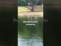 #Cute little beautiful swans swimming#USA#cute#