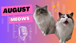 Meows of the Month, August 2025 (Weeks 117-119) - Eevee and Yoshi