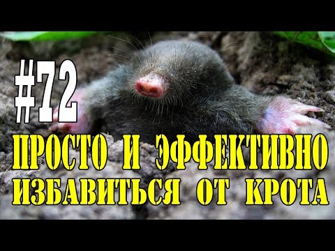 Как избавиться от кротов