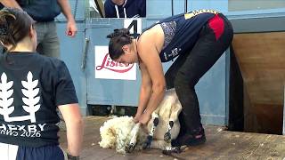 Pencampwriaeth Cneifio Iau - Rhagras 7 | Junior Shearing Championship Heat 7