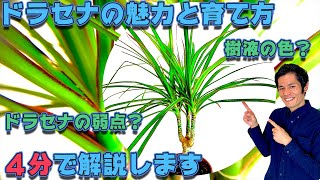 【観葉植物】ドラセナの魅力と育て方