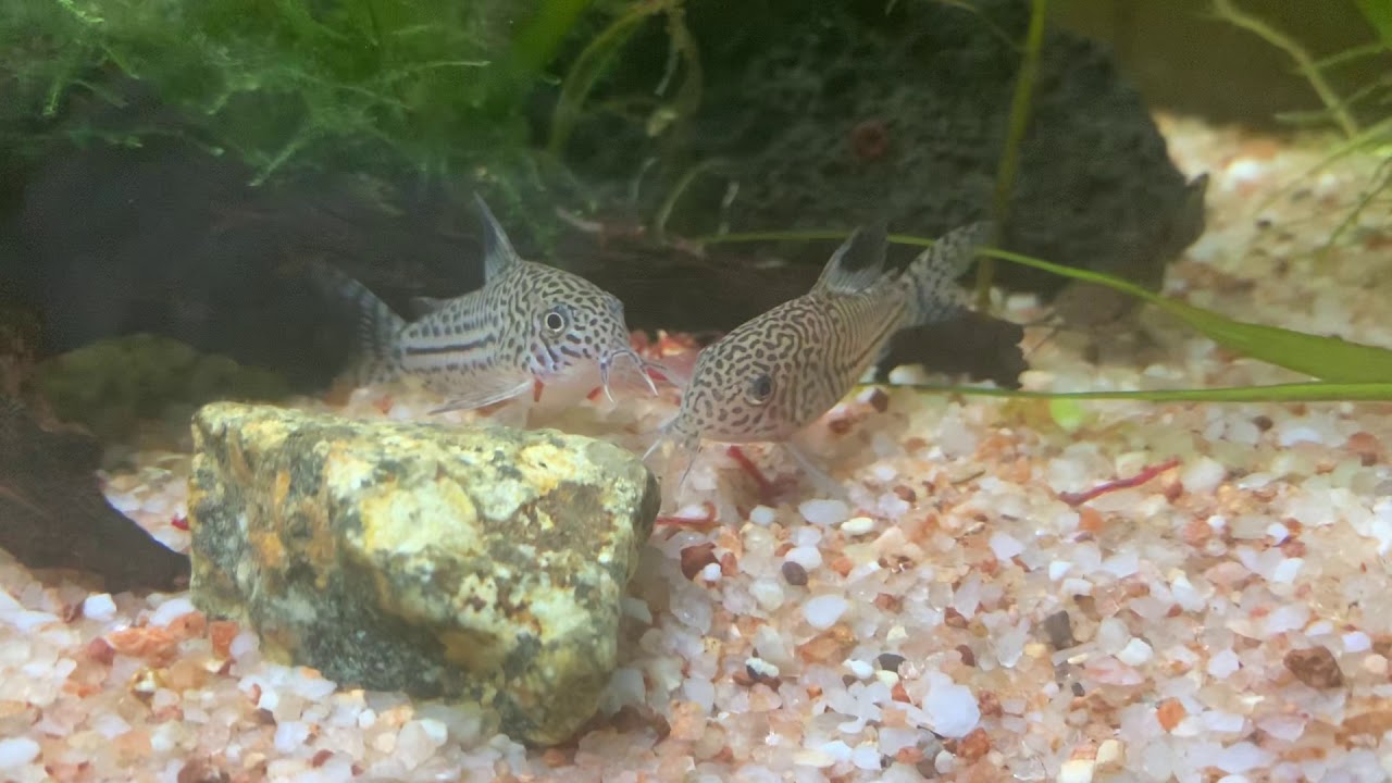 大好きな冷凍赤虫がエラから出てしまうコリドラスジュリー Youtube